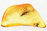 Fossil Tube-Making Caddisfly (Psychomyiidae) In Baltic Amber - Rare! #321711-1